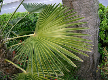10 WAGNER WINDMILL PALM Dwarf Chusa Trachycarpus Fortunei Wagnerianus Tree Houseplant Seeds